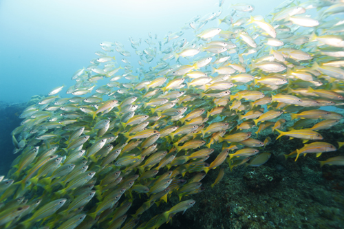 Rocktail Bay South Africa Leaf Fish 