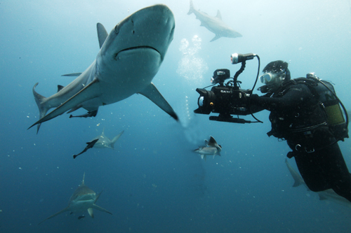 South Africa Shark Diving