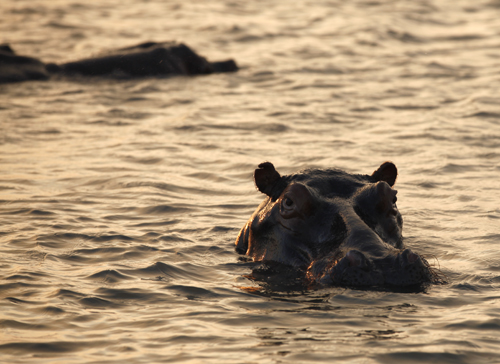 St Lucia River Hippo