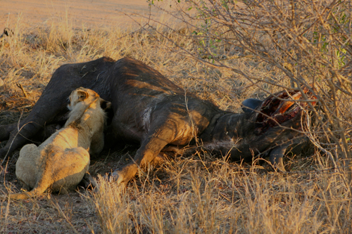 kruger lions eating buffalo