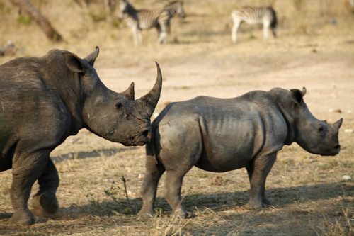 rhino mama and baby