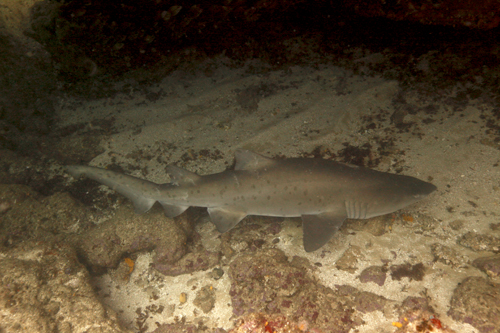 Protea Banks Shark Dive