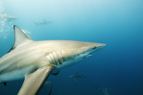 Protea Banks Shark Dive