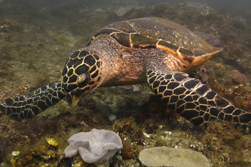 Sodwana Bay Scuba Diving