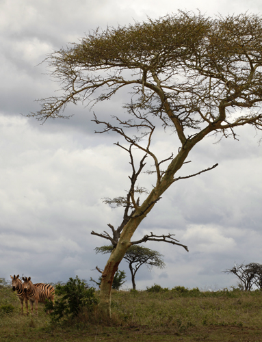 Ubizane Tree Lodge