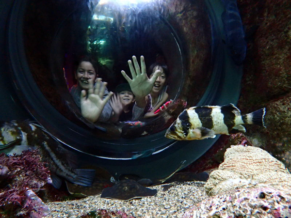 scuba dive in the aquarium