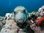 red sea diving sudan