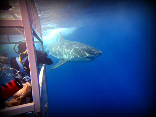 great white shark diving
