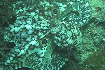 My Dive Playmate: the Fascinating Octopus