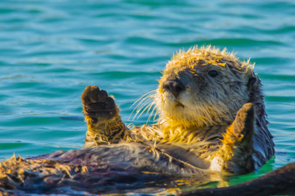Morro Bay Sea Otters