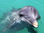 dolphin dive unexso