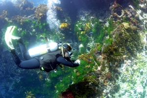 new zealand diving