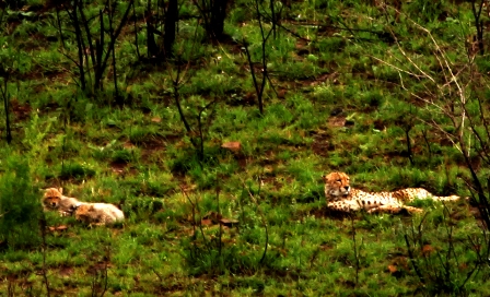 Ubizane Tree Lodge Cheetas