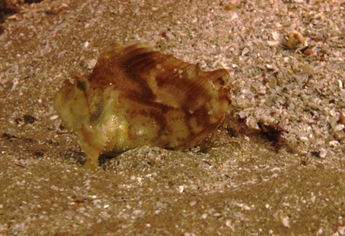 Rocktail Bay South Africa Leaf Fish 