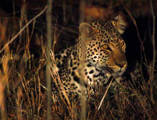 leopard in kruger