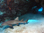 nurseshark