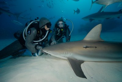 cristina zenato shark activist