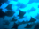 eagle rays