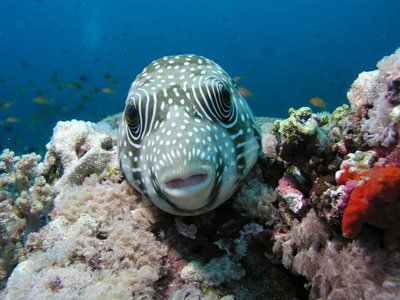 red sea safari