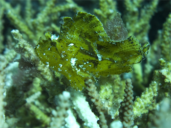 miss scuba diving solomon island