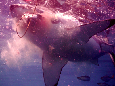 great white shark diving