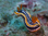 nudibranch