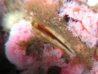 scallops - Scuba Diving the Oil Rigs in California