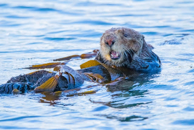 Morro Bay Sea Otters