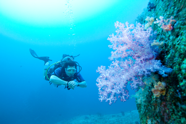 The dives were somewhat disappointing. I was not expecting the lack of sea life even despite of the Tsunami and the recent coral bleach. During our 14 dives I did not see any sharks, cuttle fish, whaleshark or octopus. We only encountered a turtle once as we were swimming back to our boat after a dive. 