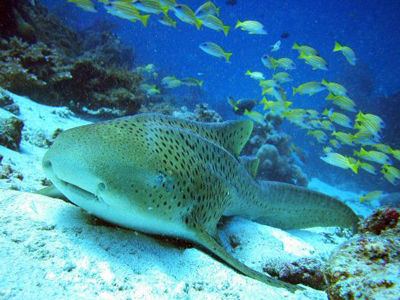 leopard shark