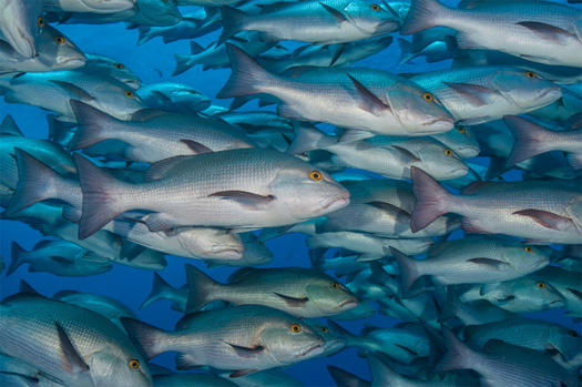 red sea safari