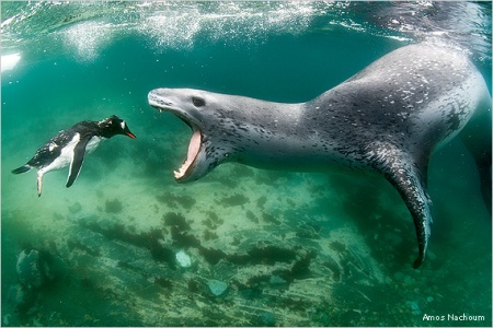 Amos Nachoum antarctica