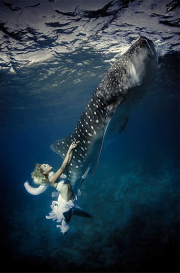 Shawn Heinrichs Whaleshark