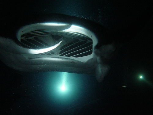 manta