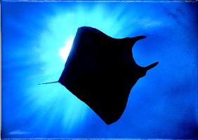 manta ray