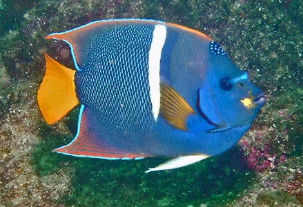 angel fish